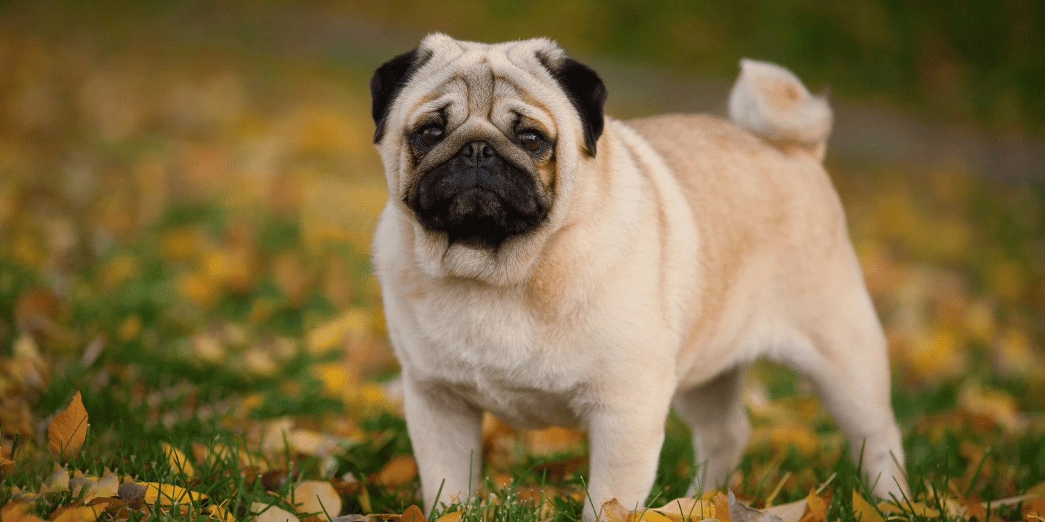 Carlin-origine-caractère-alimentation-entretien-croquettes-sans-céréales
