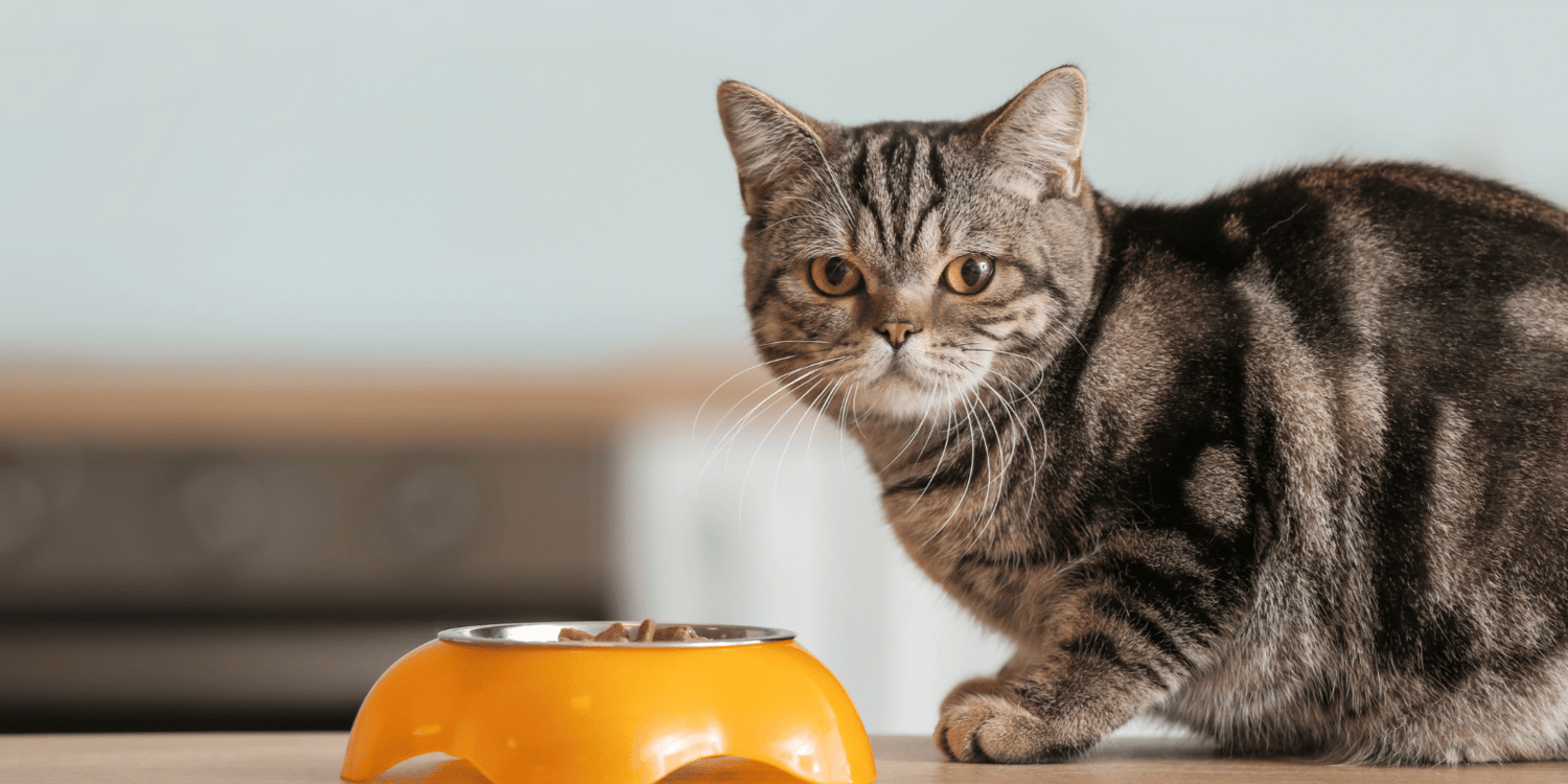 Chat-tout-temps-faim-croquettes-sans-céréales-friandises