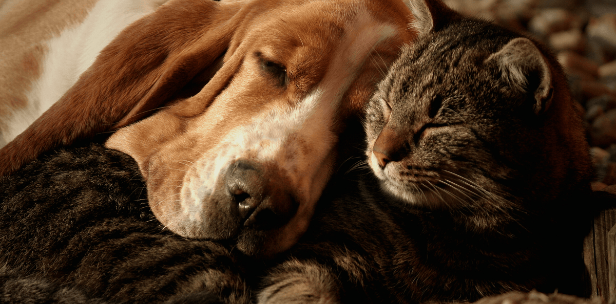 Les positions du chien et du chat durant leur sommeil - DansMaGamelle