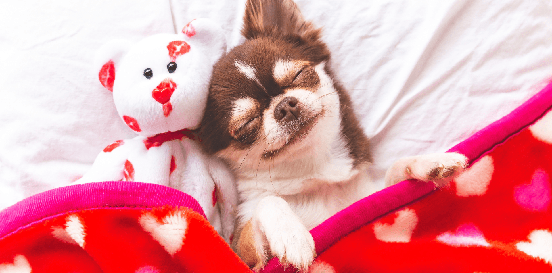 Dormir avec son chien ou l'inviter sur le canapé fausse ou bonne idée ? - DansMaGamelle