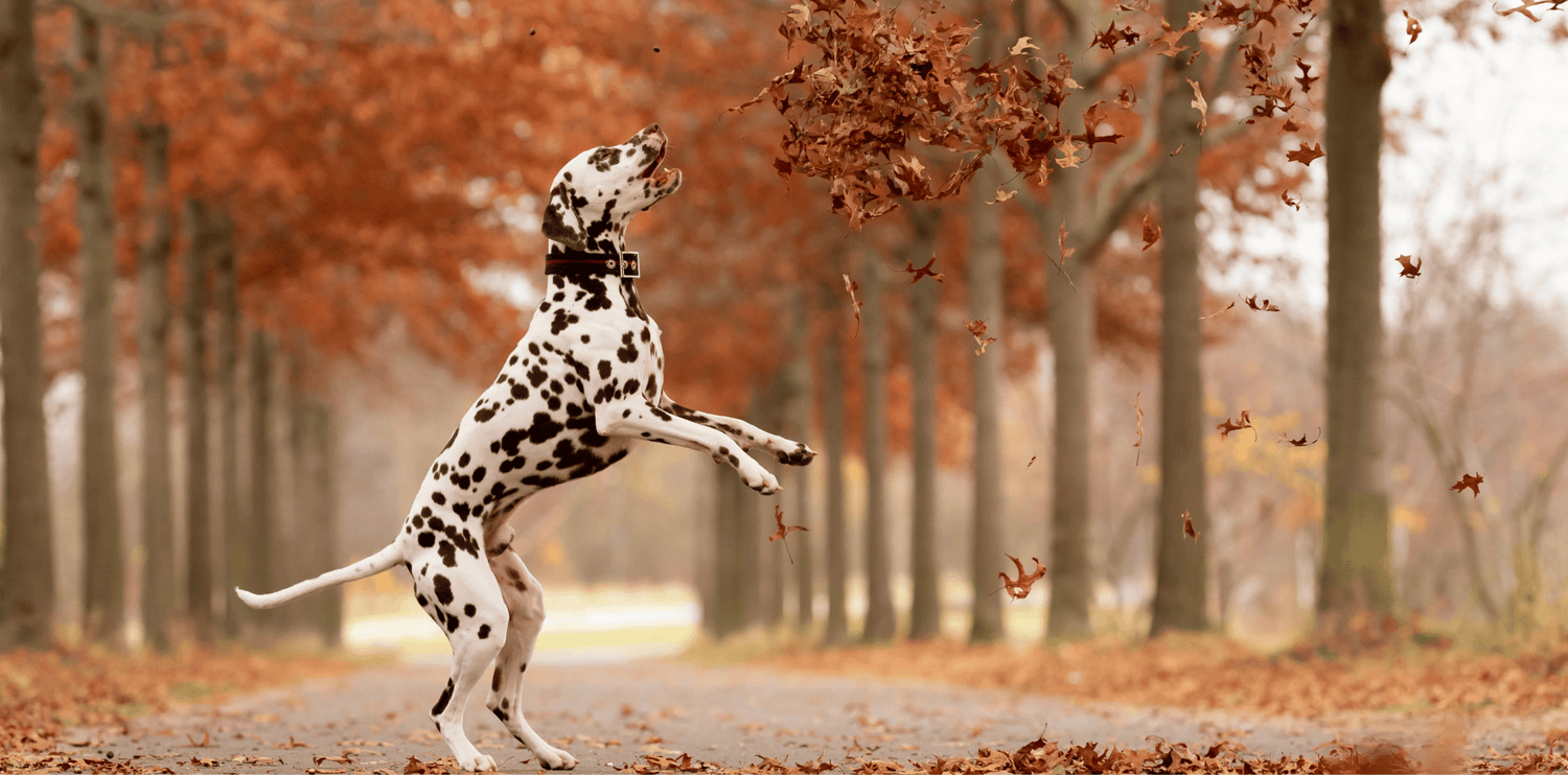 Le Dalmatien