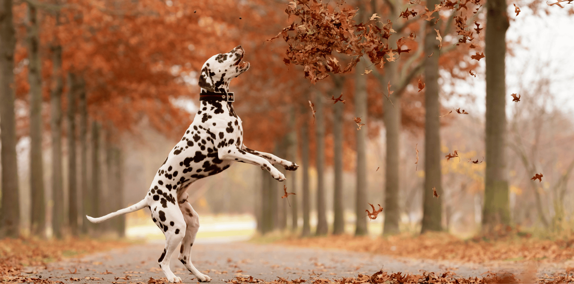 Le Dalmatien