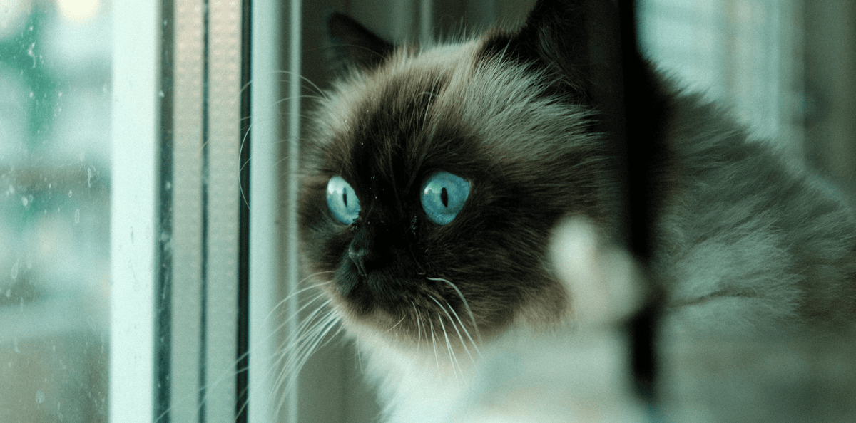 Himalayen-chat-race-origine-caractere-poids-alimentation-croquettes