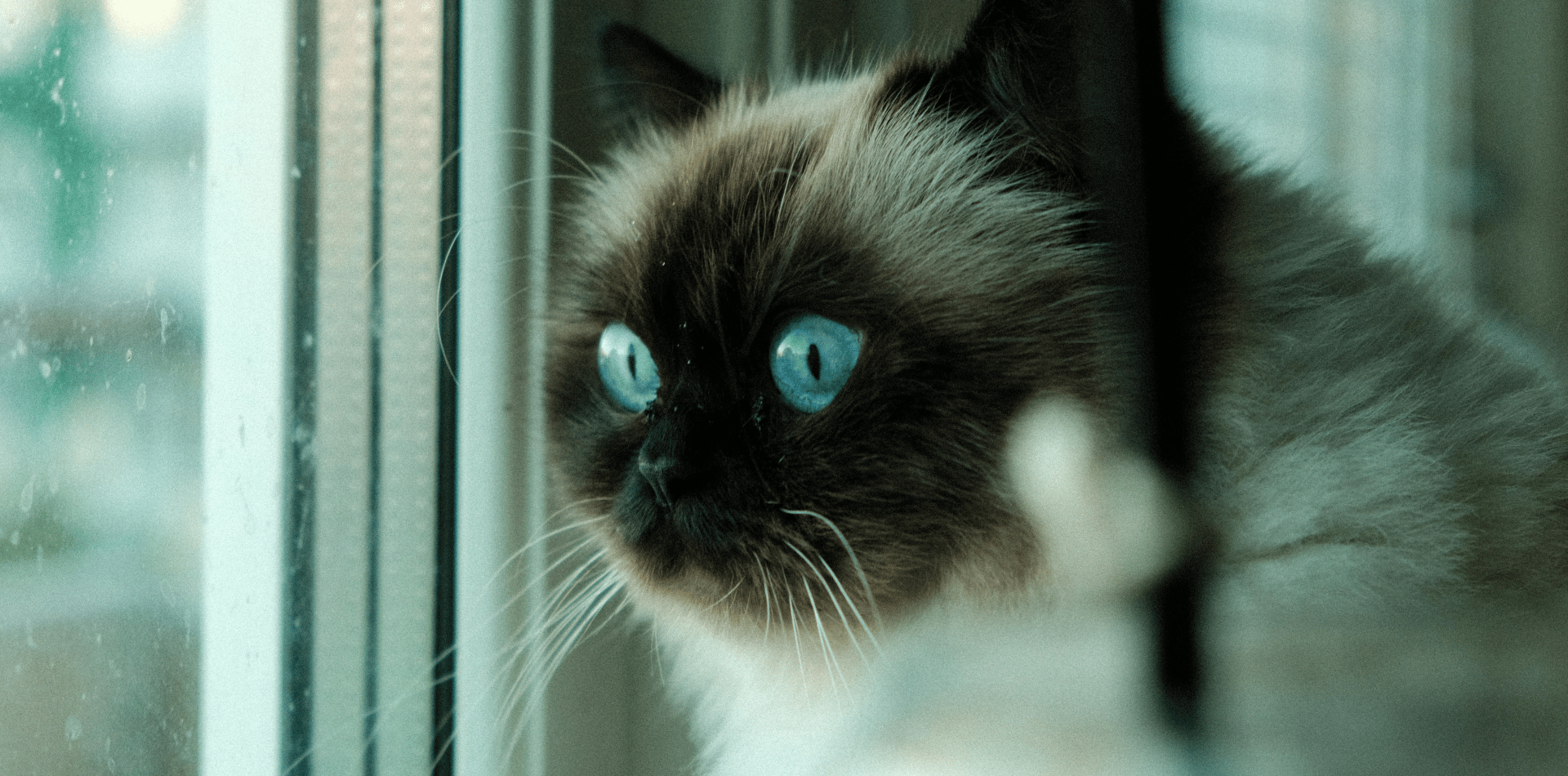 Himalayen-chat-race-origine-caractere-poids-alimentation-croquettes