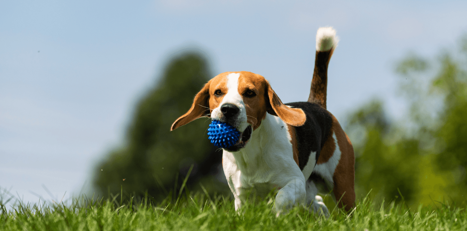 Le Beagle - DansMaGamelle