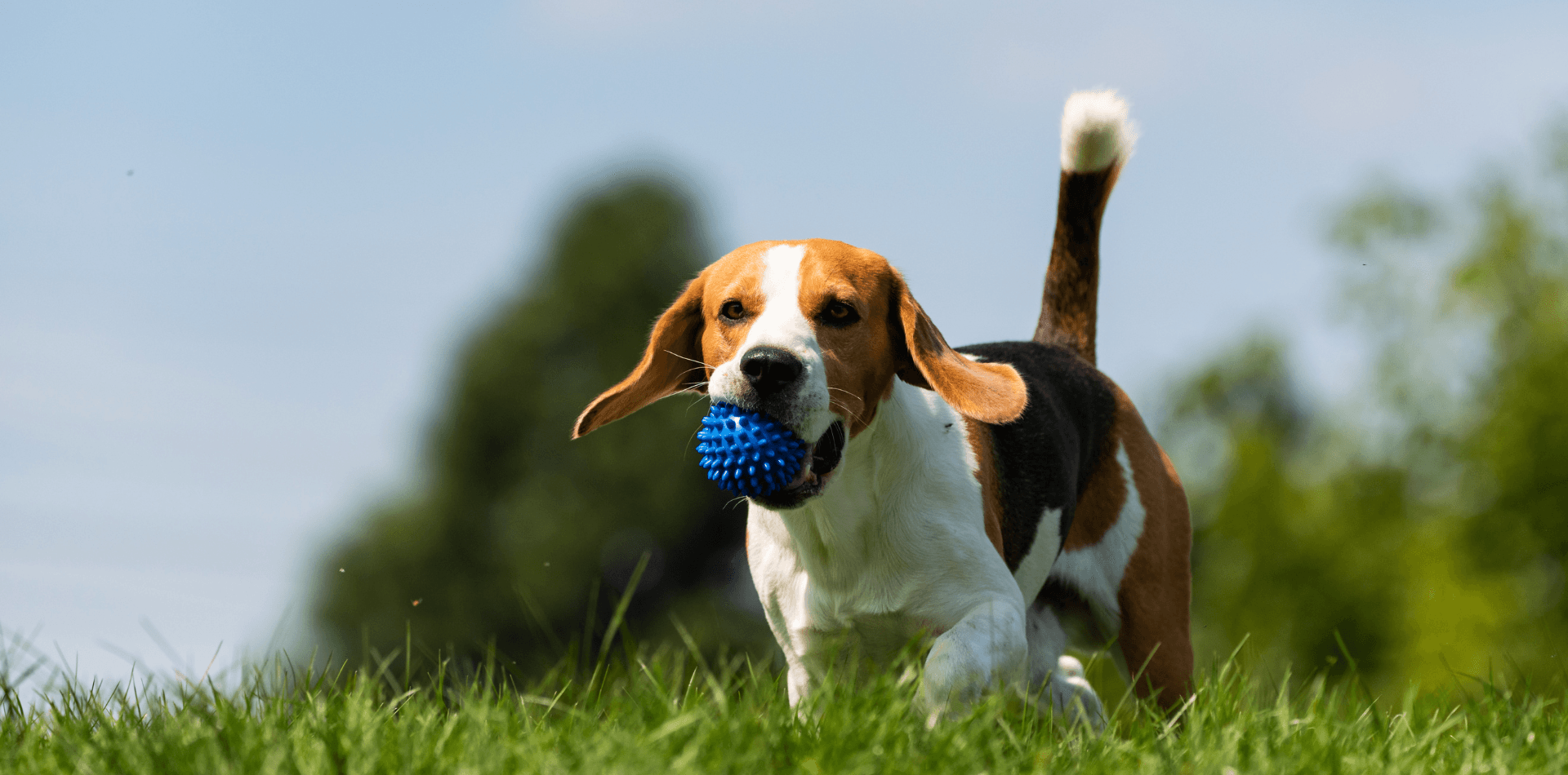 Le Beagle - DansMaGamelle