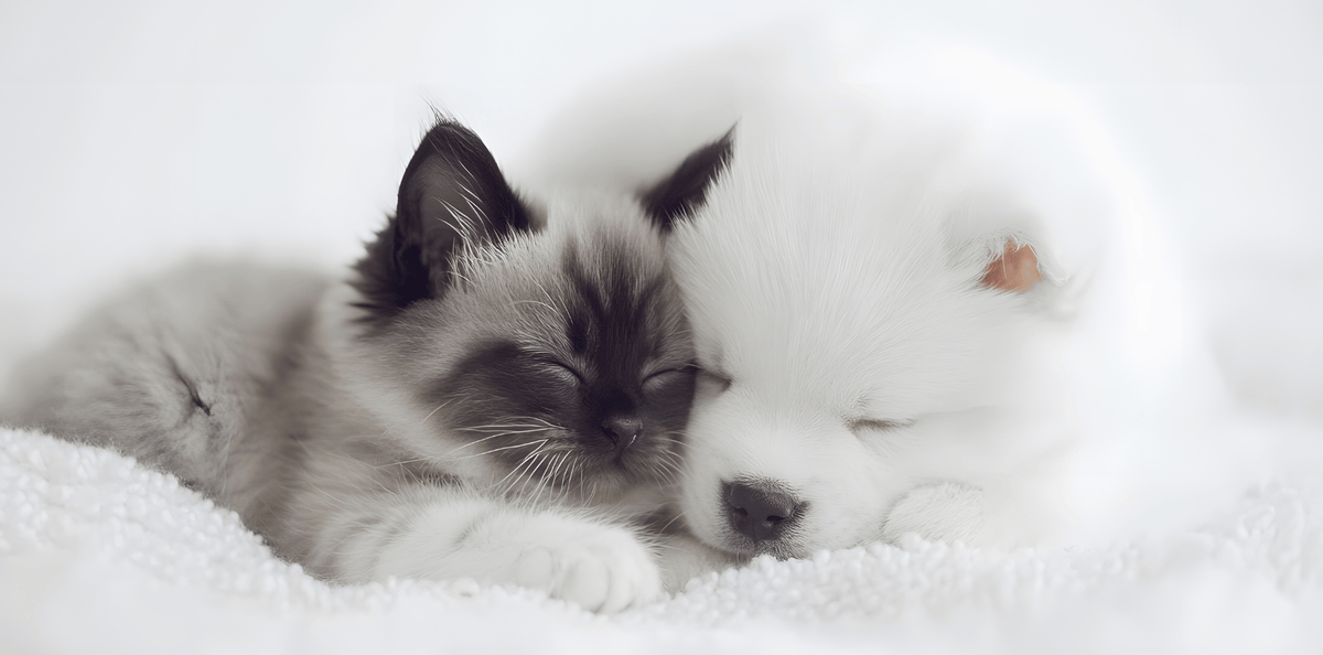 croquettes sans céréales chien et chat prenom lettre B annee 2026