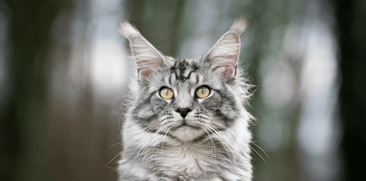 Le Maine Coon - DansMaGamelle