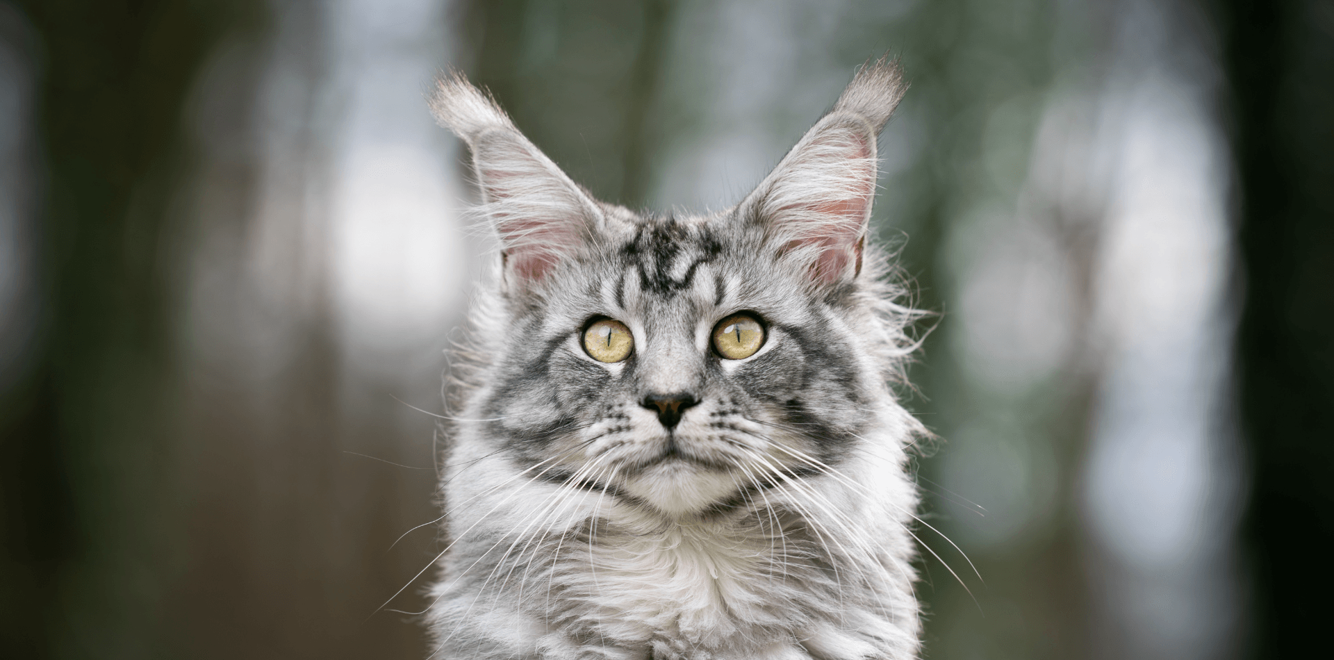 Le Maine Coon - DansMaGamelle