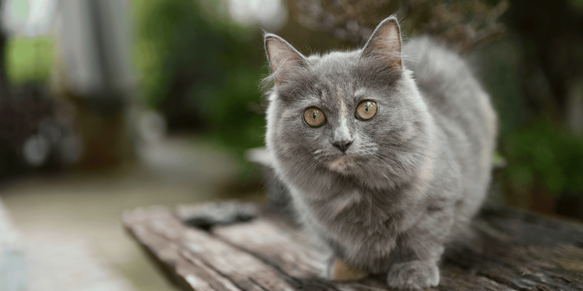 Munchkin-chat-pattes-courtes-croquettes-sans-céréales-alimentation