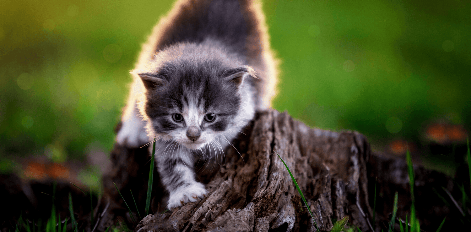 Comment choisir son chaton ? - DansMaGamelle