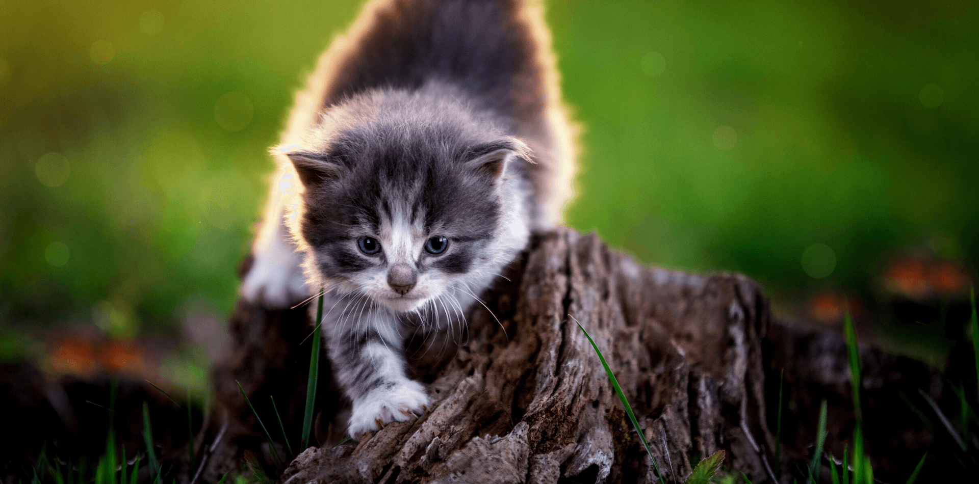 Comment choisir son chaton ? - DansMaGamelle