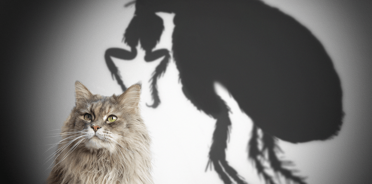 Eliminer les puces chez le chien et le chat - DansMaGamelle