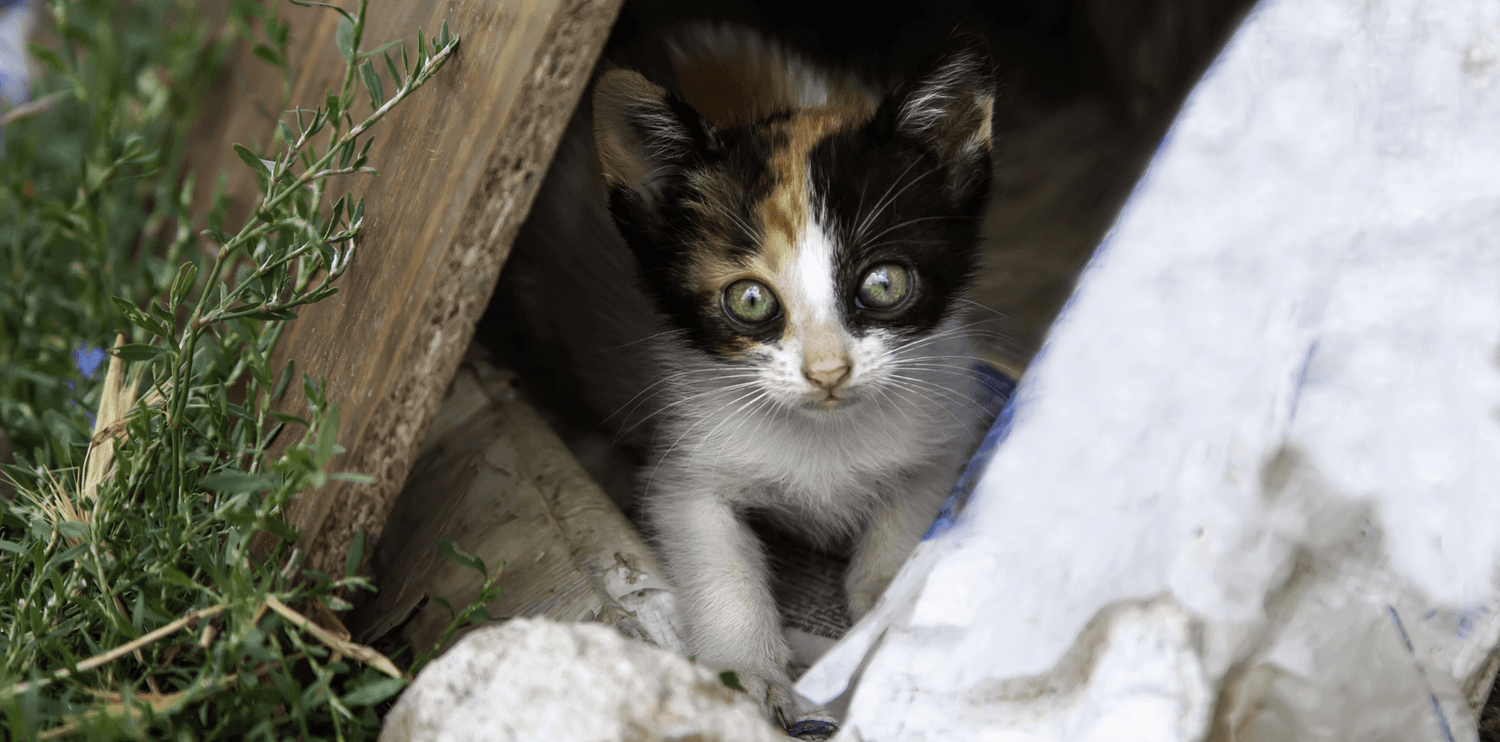 J'ai trouvé un chaton abandonné, que faire ? - DansMaGamelle