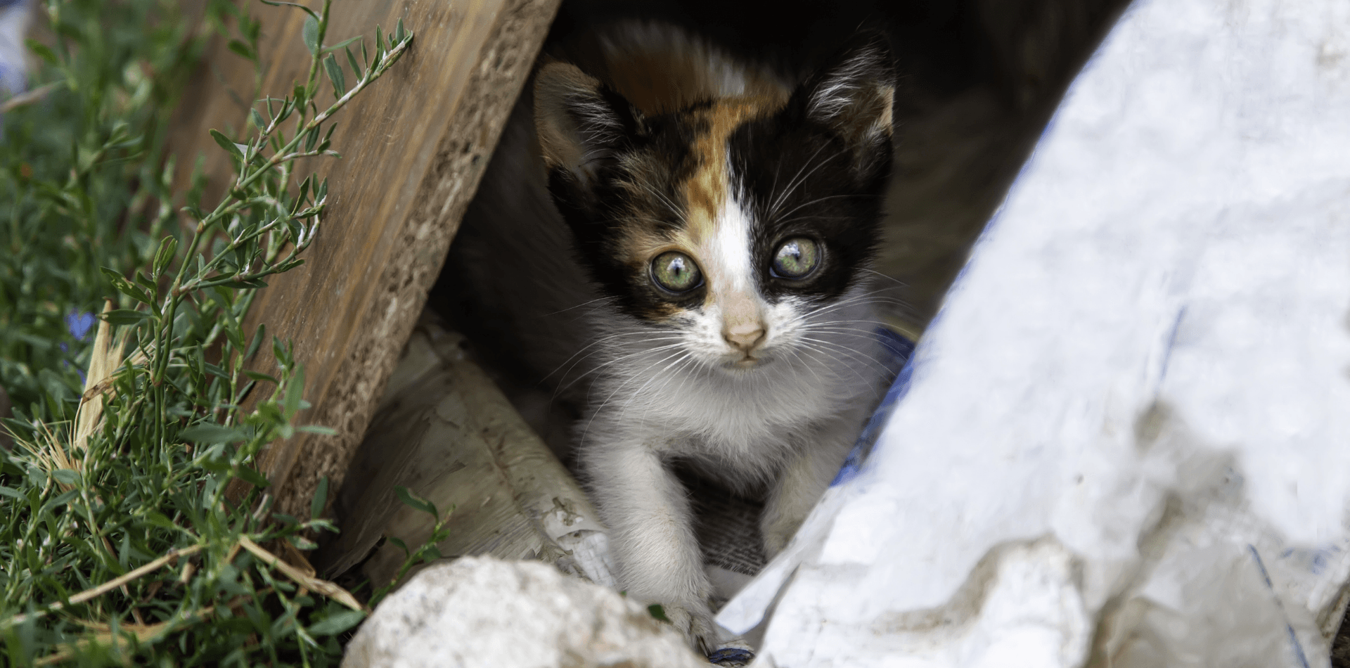 J'ai trouvé un chaton abandonné, que faire ? - DansMaGamelle