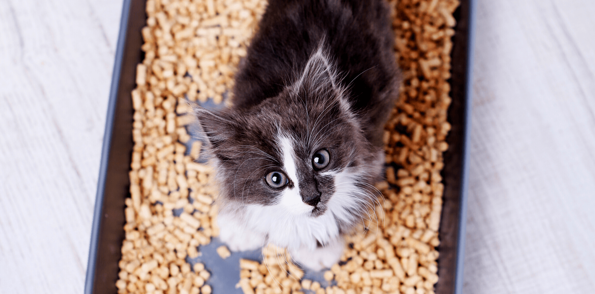 L’apprentissage de la propreté chez le chaton - DansMaGamelle