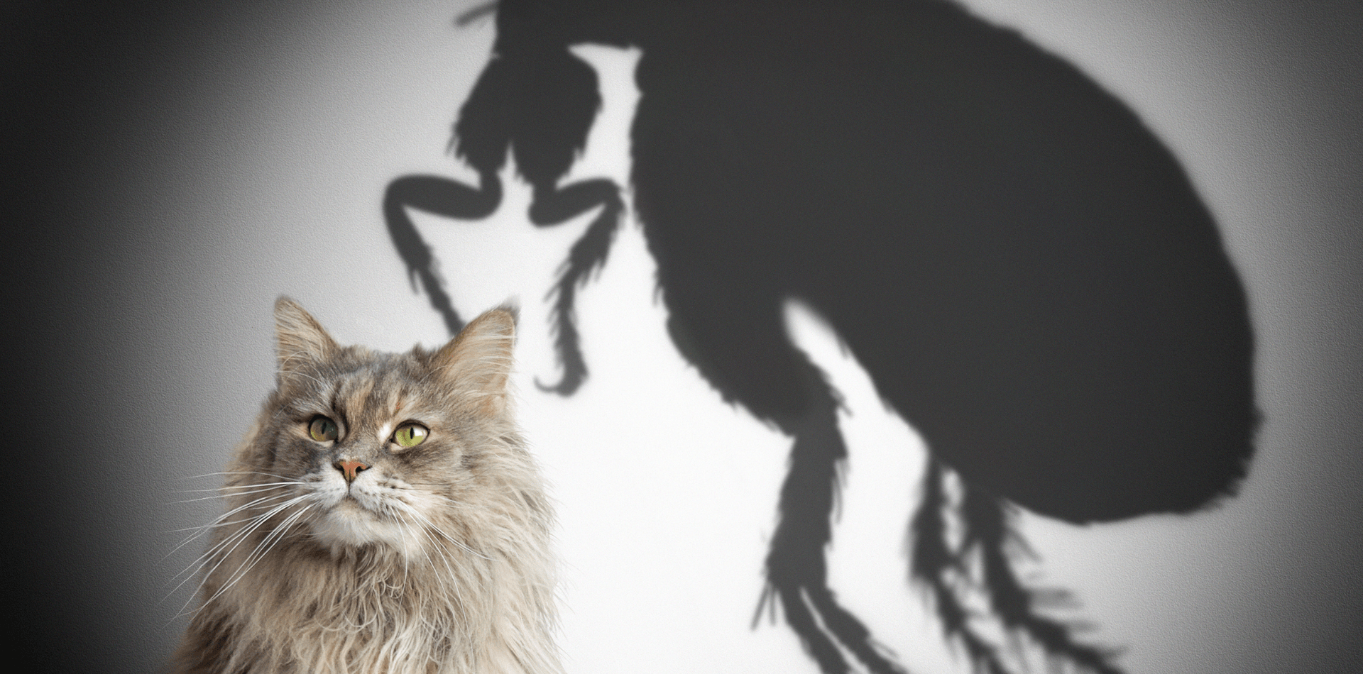 Eliminer les puces chez le chien et le chat - DansMaGamelle