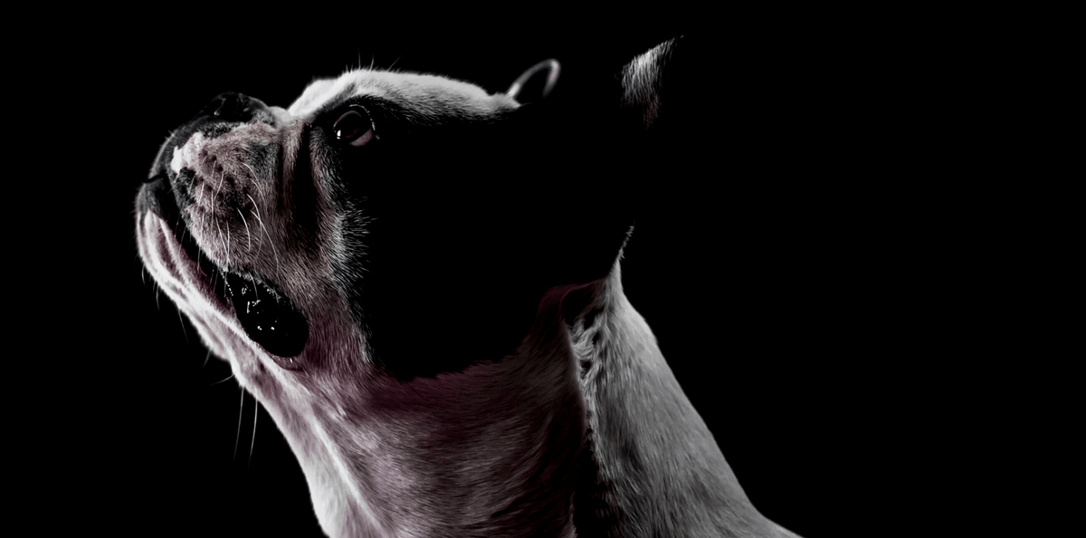 La peur de l'orage chez le chien et le chat - DansMaGamelle