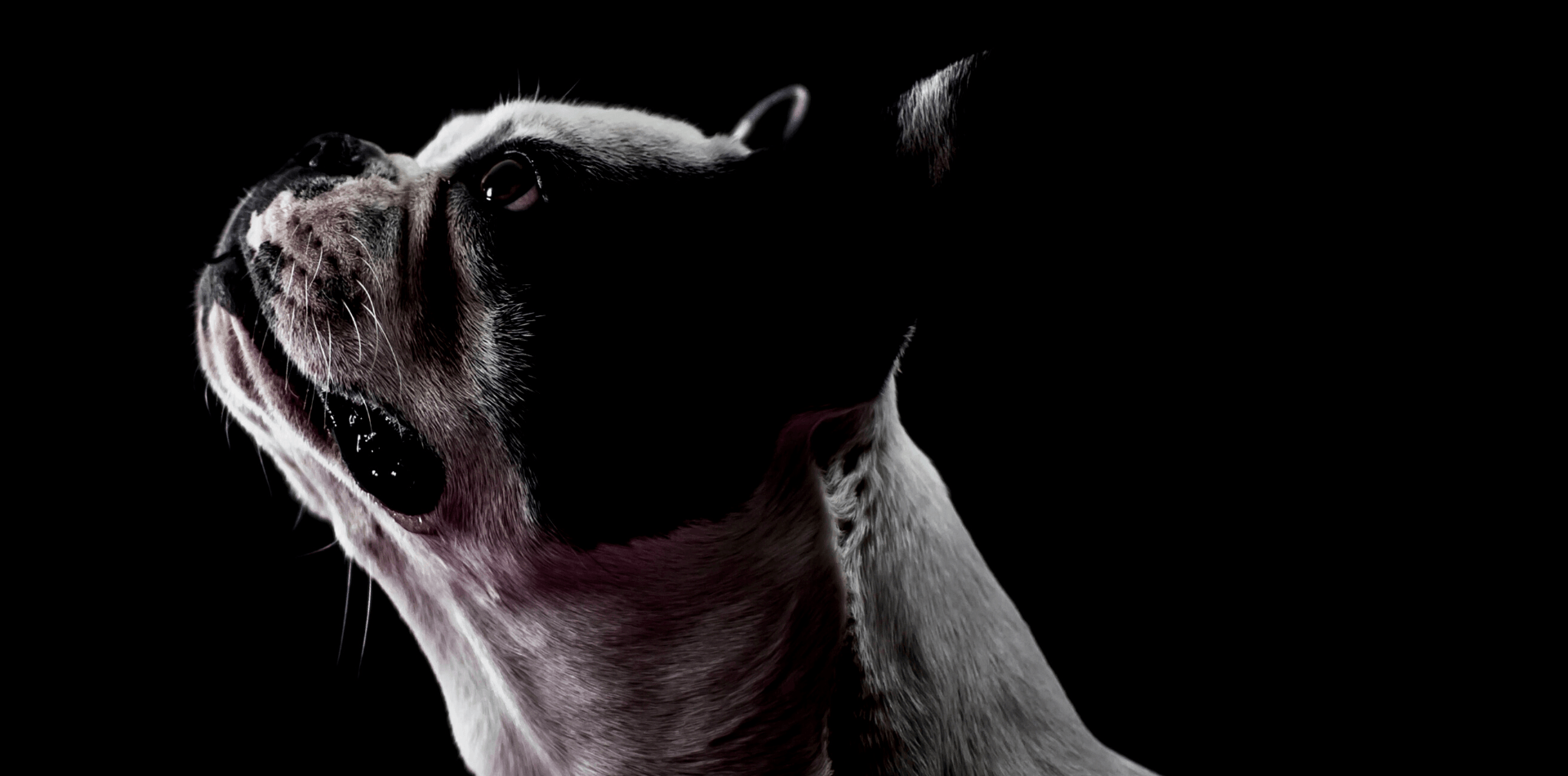 La peur de l'orage chez le chien et le chat - DansMaGamelle