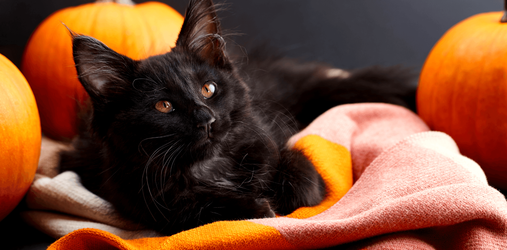 Les 4 dangers d’Halloween pour nos chiens et chats  - DansMaGamelle