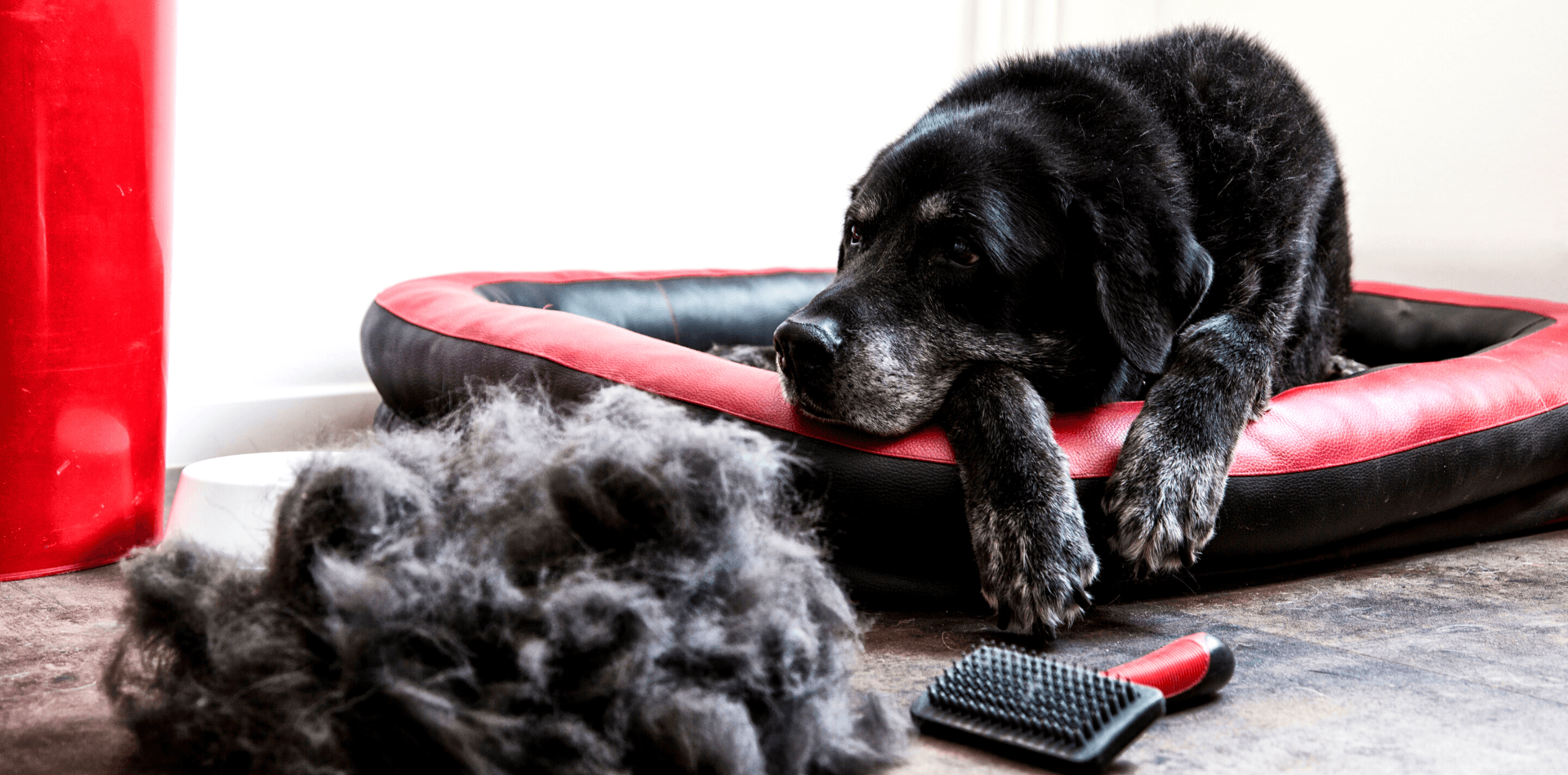La mue chez le chien - DansMaGamelle