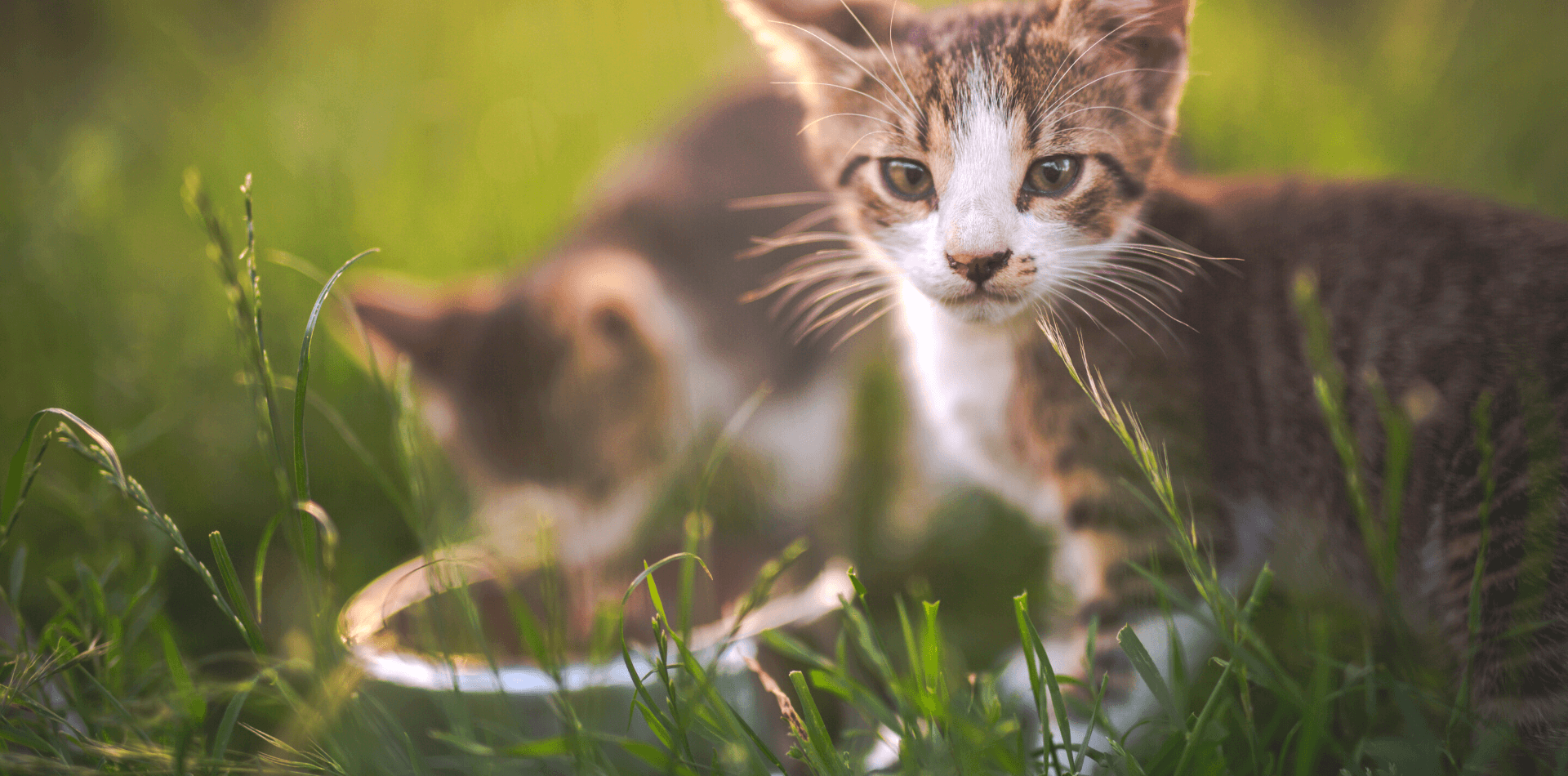 Comment bien nourrir son chaton ? - DansMaGamelle