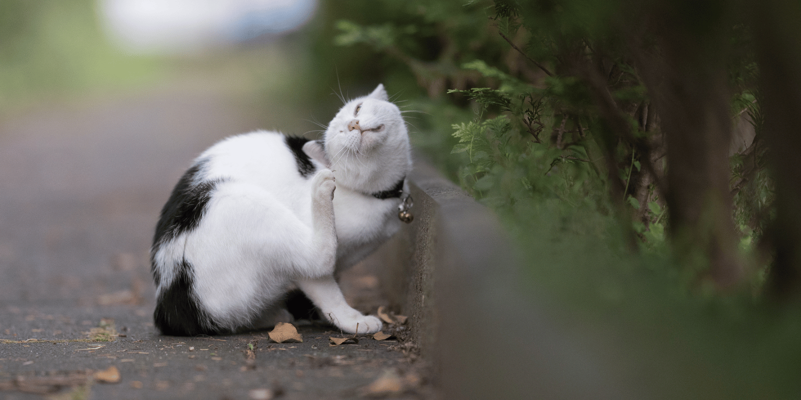 acne-chat-demangeaison-boutons-alimentation-croquette