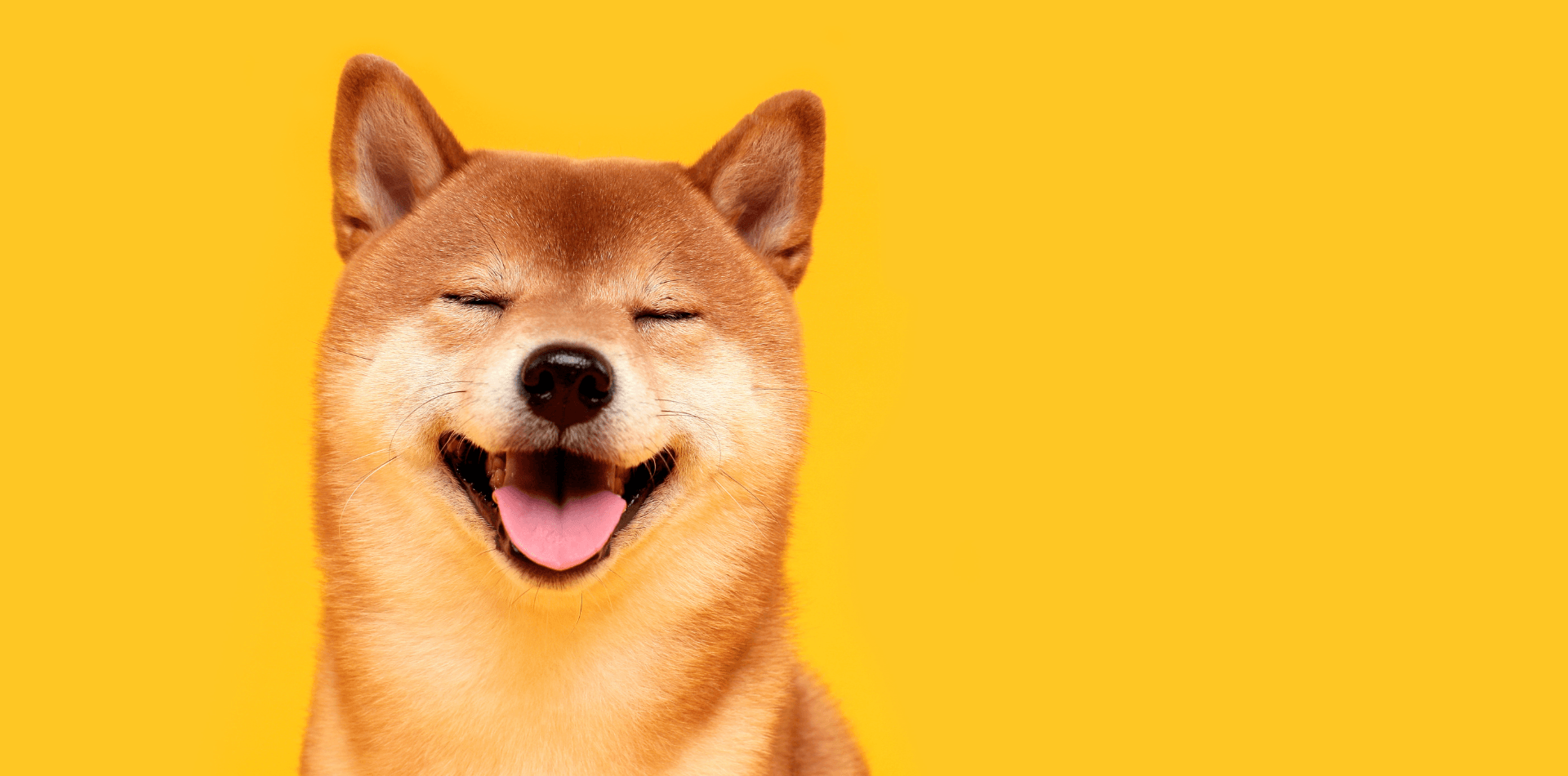 Les 6 signes d'affection chez le chien ! - DansMaGamelle