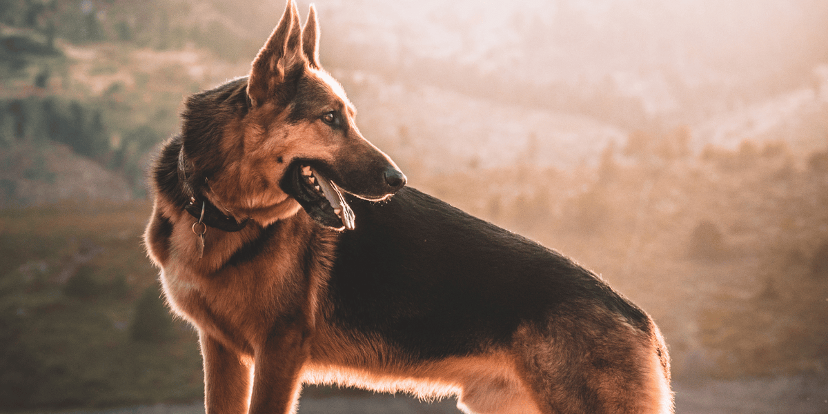 berger-allemand-race-chien-croquettes-articles-croquettes-sans-céréales (2)