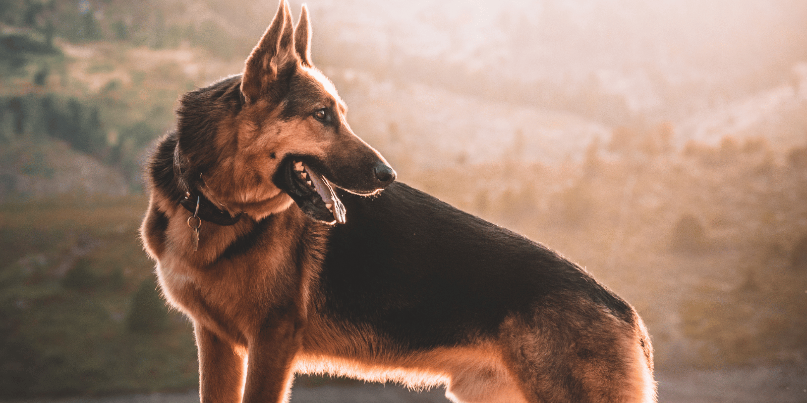 berger-allemand-race-chien-croquettes-articles-croquettes-sans-céréales (2)