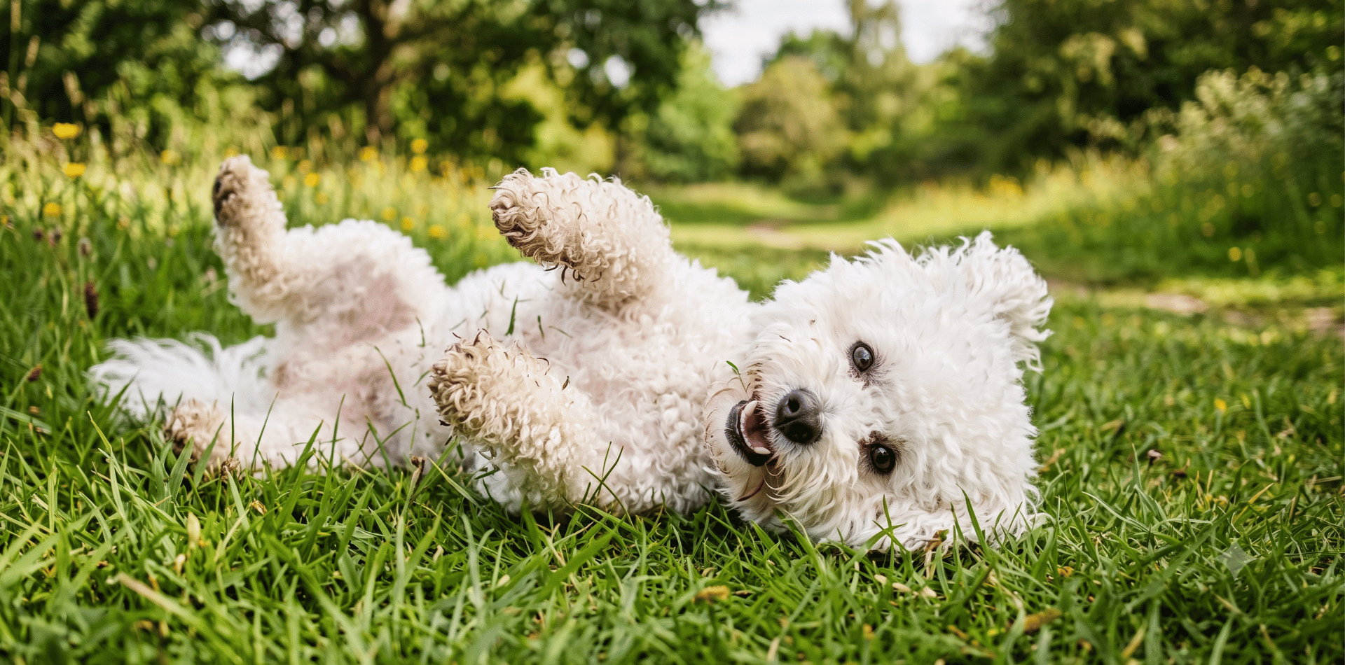 Bichon frisé chien caractère alimentation croquettes sans céréales