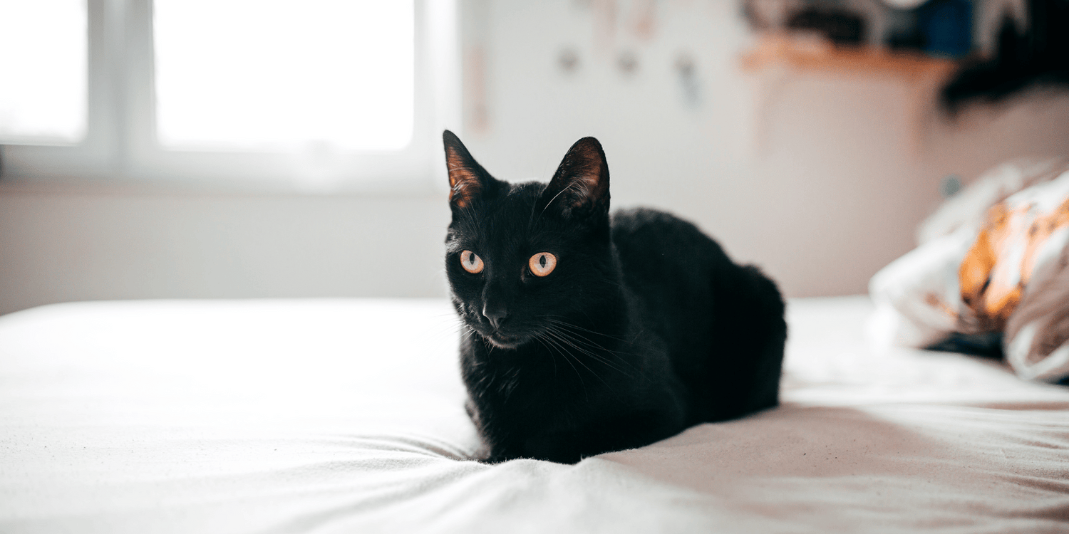 bombay-chat-alimentation-origine-caractère-croquettes-sans-céréales