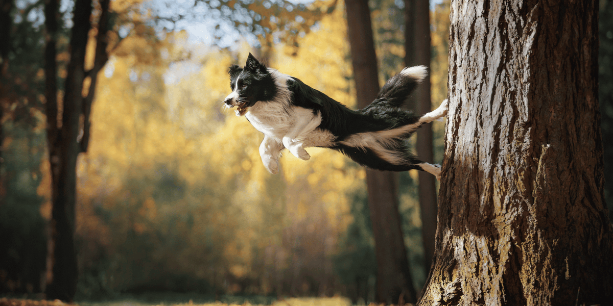 border-collie-chien-alimentation-croquettes-sans-céréales-protéines