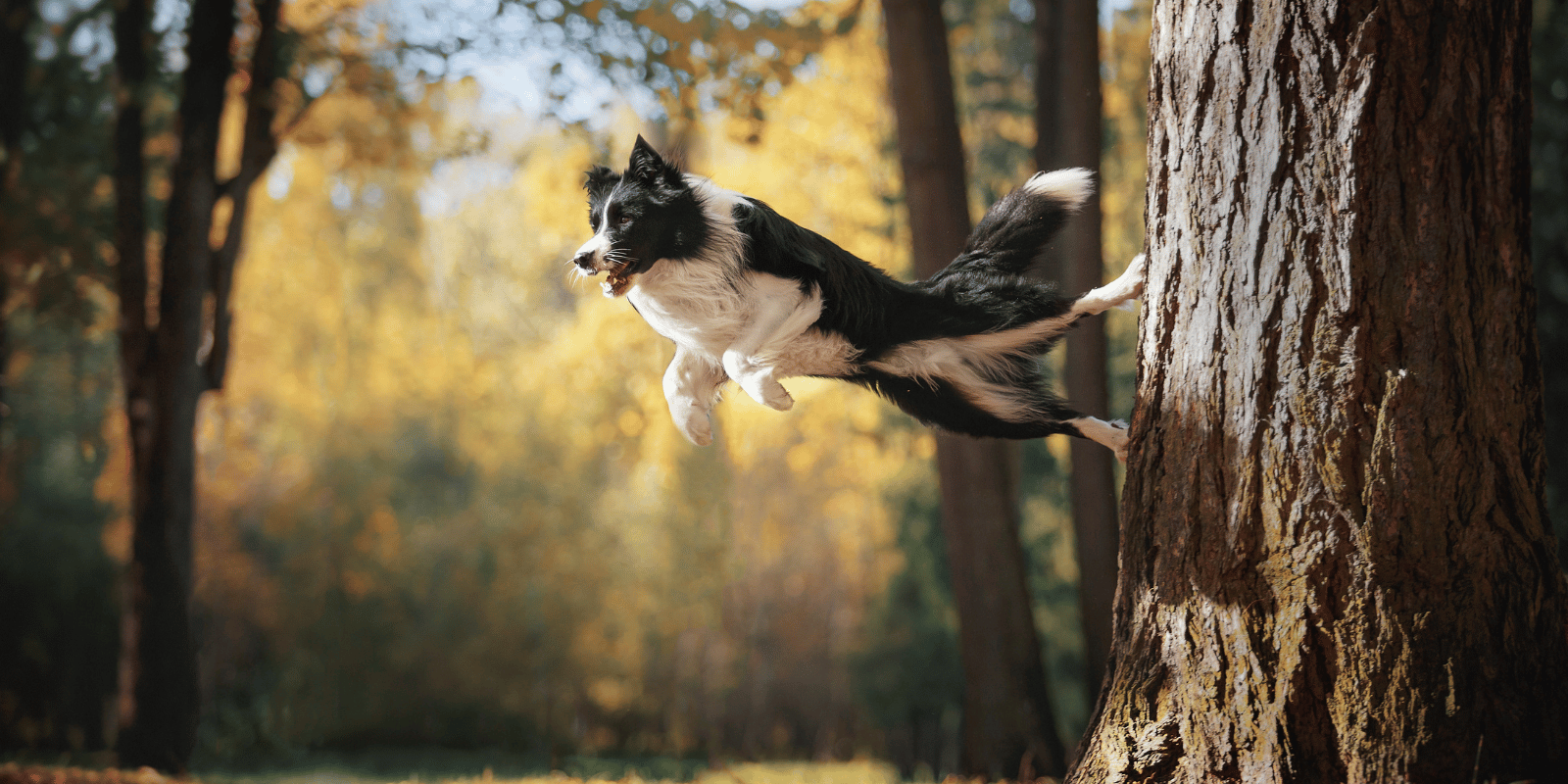 border-collie-chien-alimentation-croquettes-sans-céréales-protéines