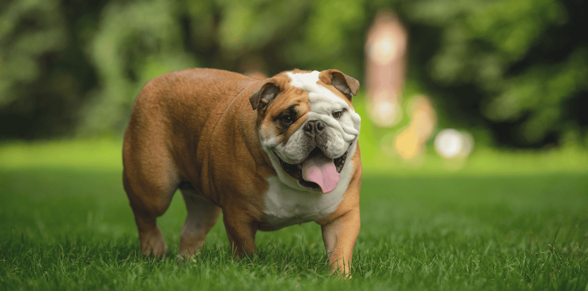 bulldog-anglais-croquettes-sans-céréales-friandises-origine-caractère