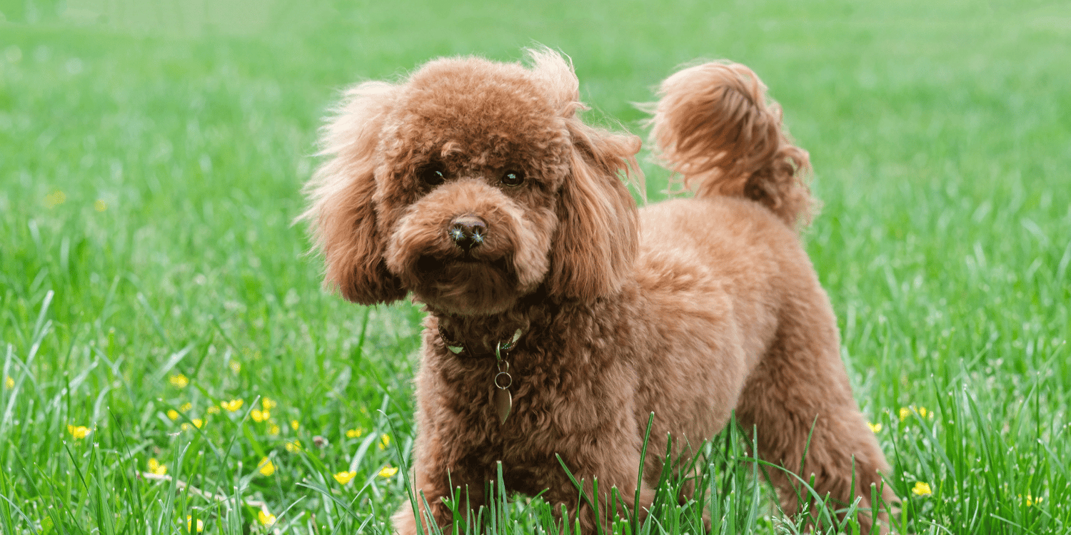 caniche-alimentation-chien-croquette