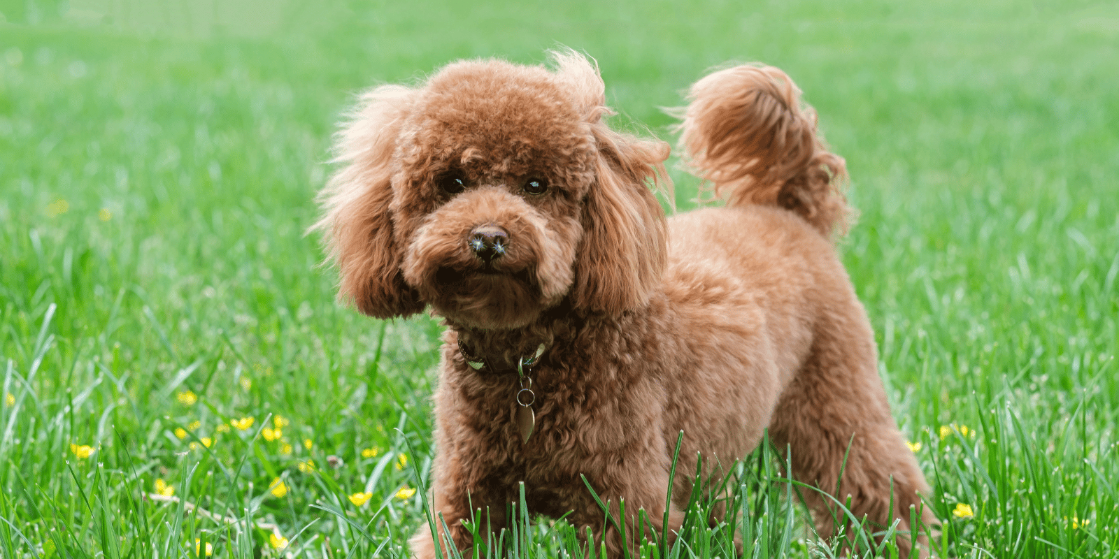 caniche-alimentation-chien-croquette
