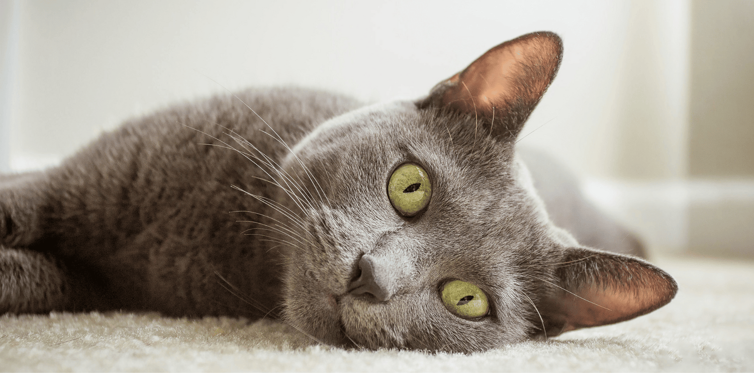 chat-bleu-russe-alimentation-origine