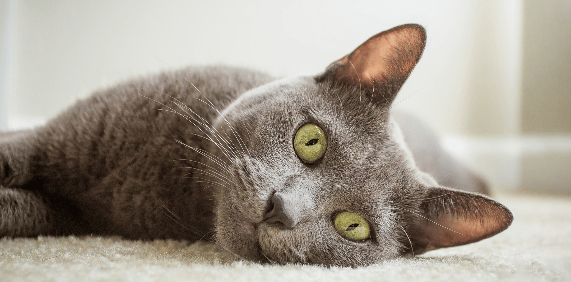 chat-bleu-russe-alimentation-origine