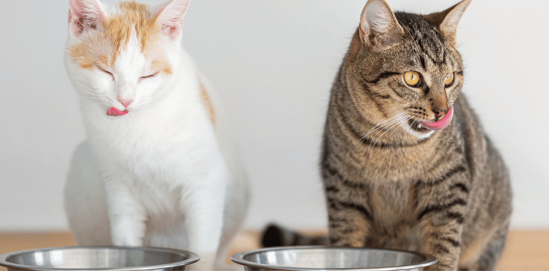Croquettes-alimentation-sans-céréales-chat
