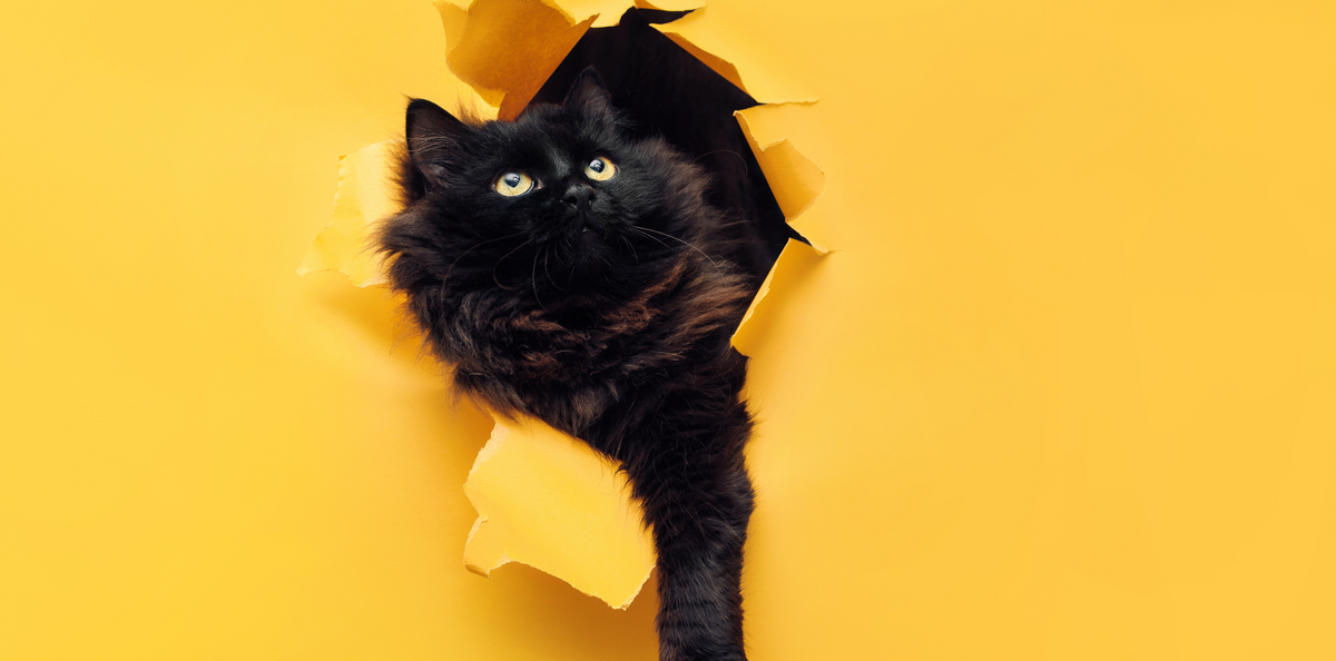Les mythes et croyances autour du chat noir