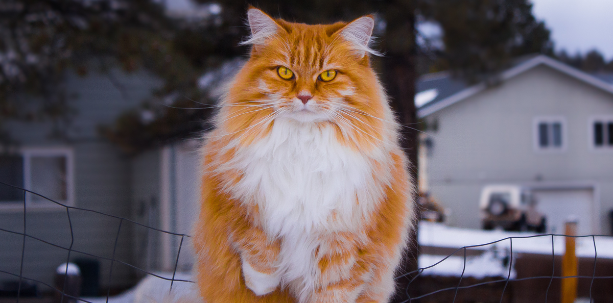 Le chat Norvégien