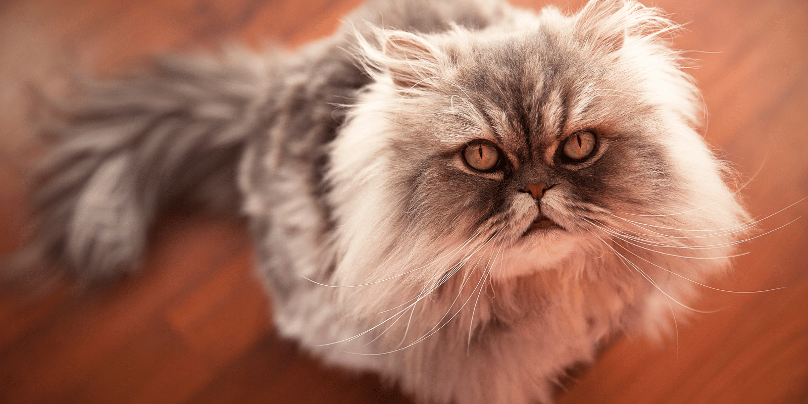 régurgitation-boules-de-poils-chat-alimentation-croquettes