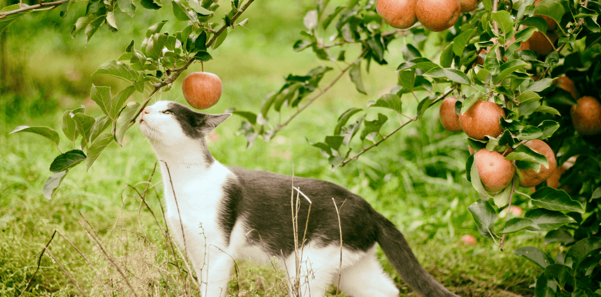 Les fruits et légumes de l'hiver pour les chiens et chats - DansMaGamelle