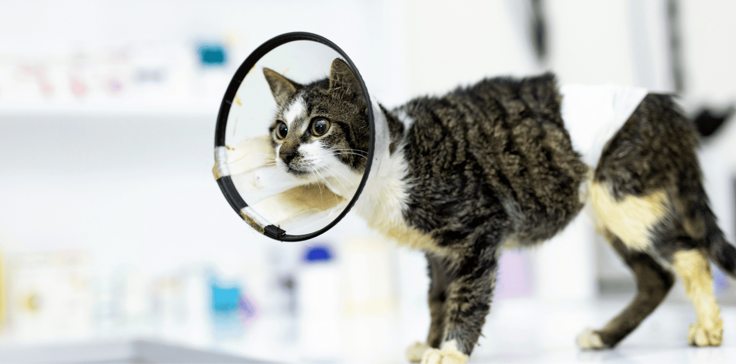Les problèmes de peau chez le chat, comment agir ?