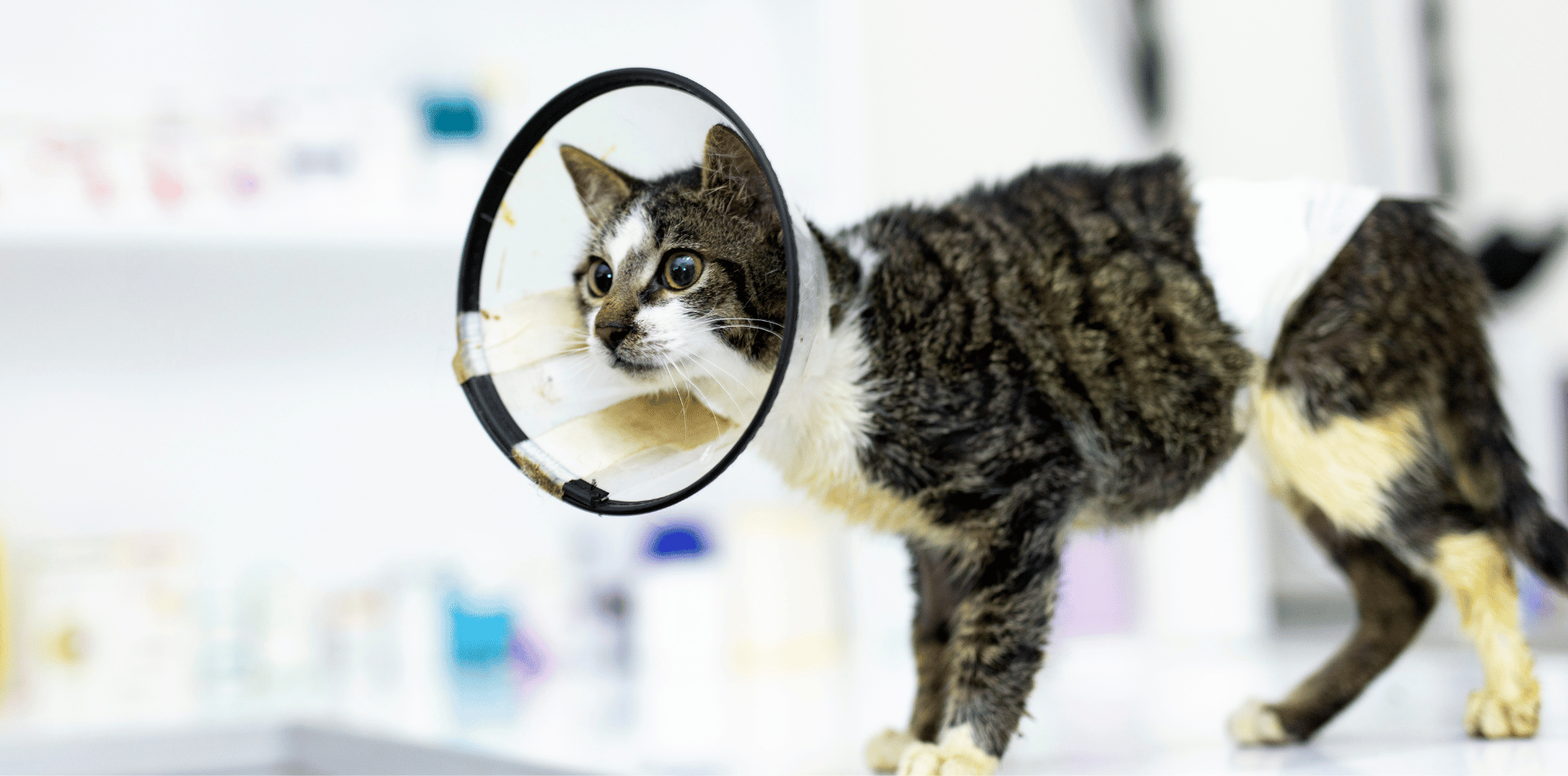 Les problèmes de peau chez le chat, comment agir ?