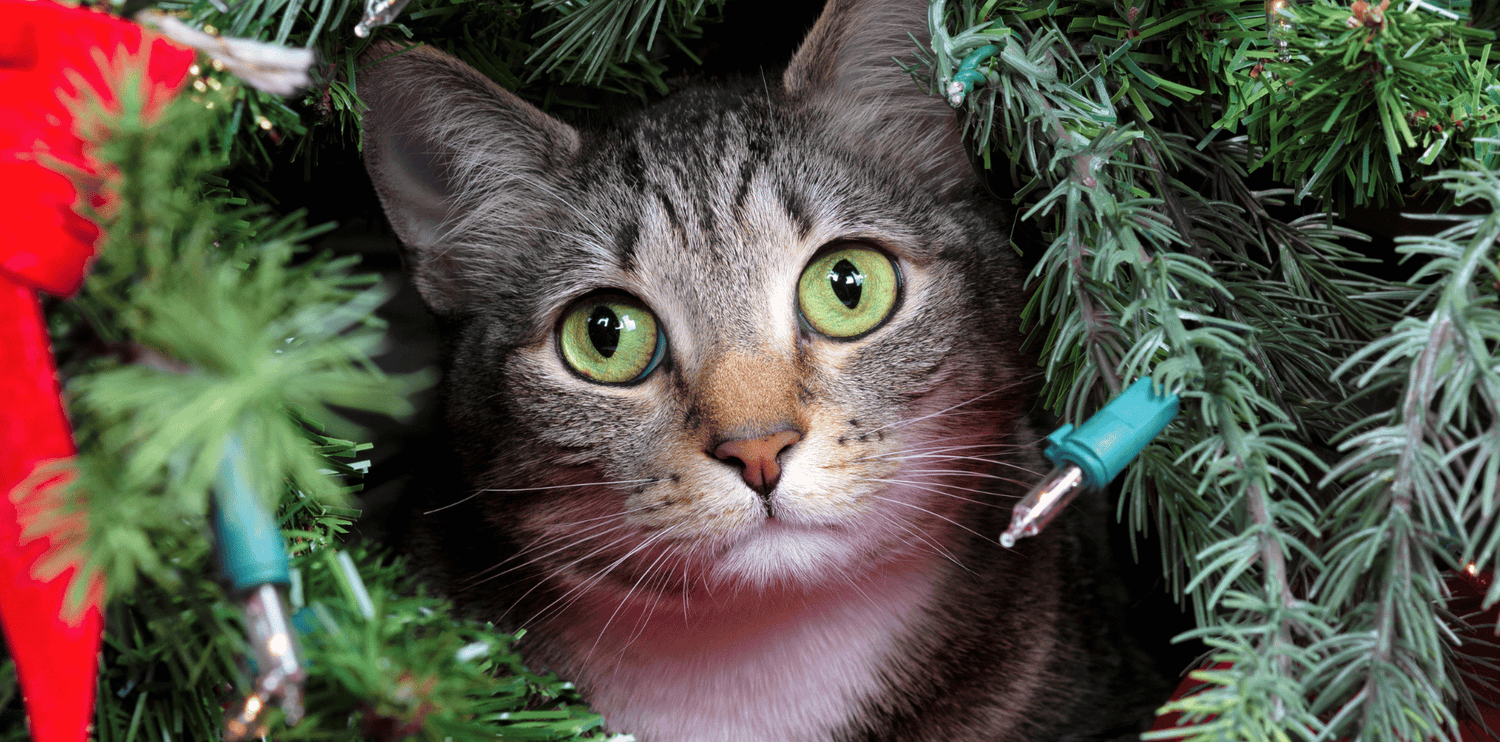 Les chats et les sapins de noël : les astuces pour les tenir à distance