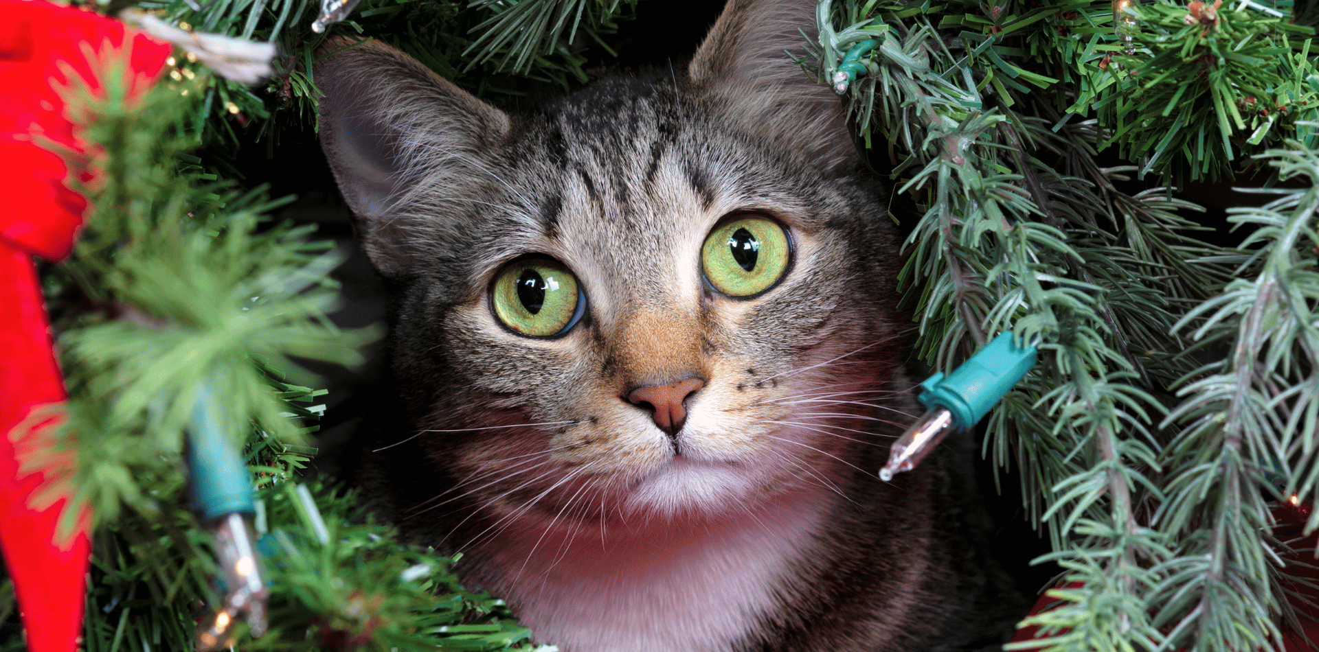 Les chats et les sapins de noël : les astuces pour les tenir à distance