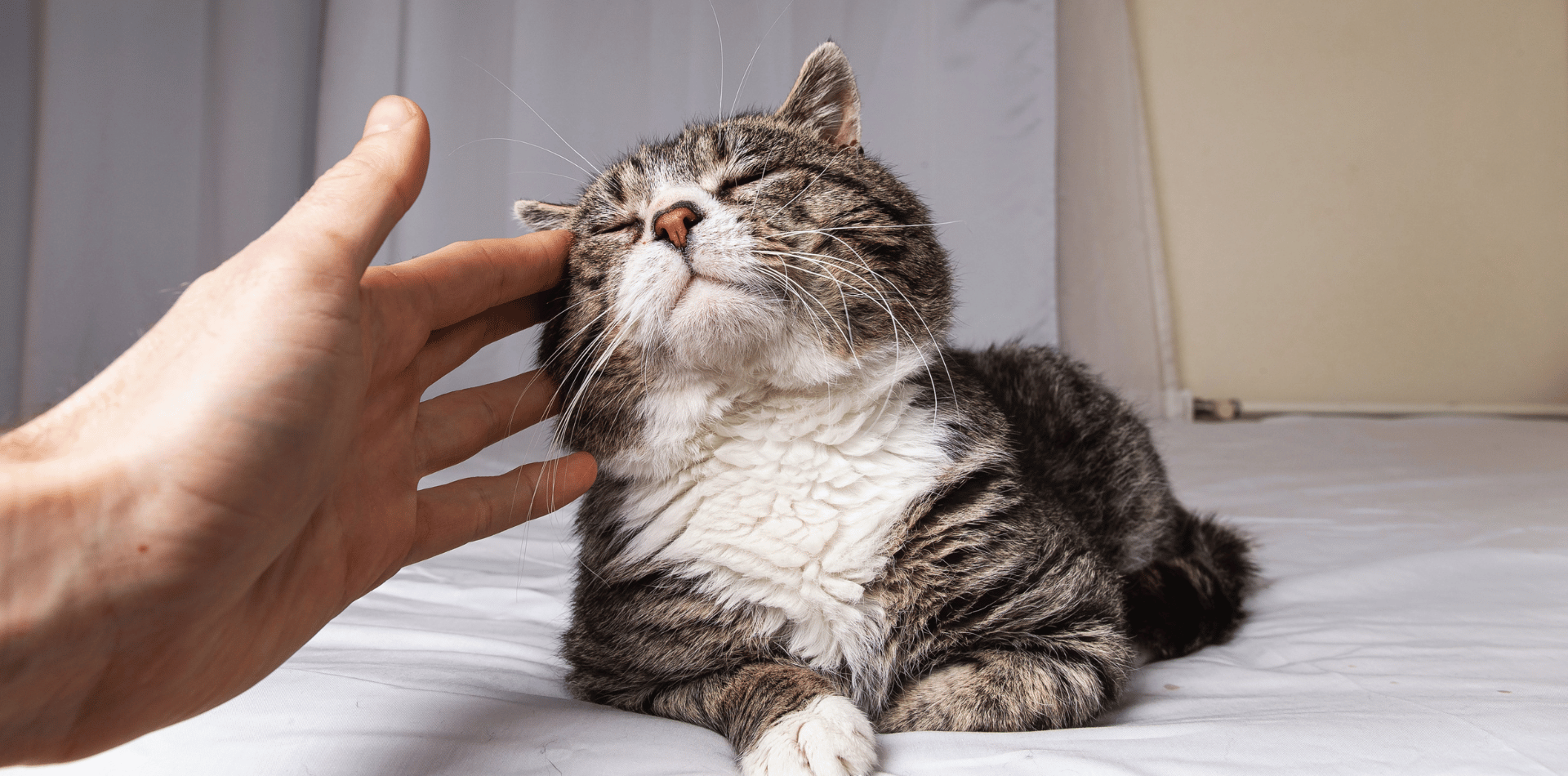 Quelles croquettes sans céréales pour les chats séniors ?