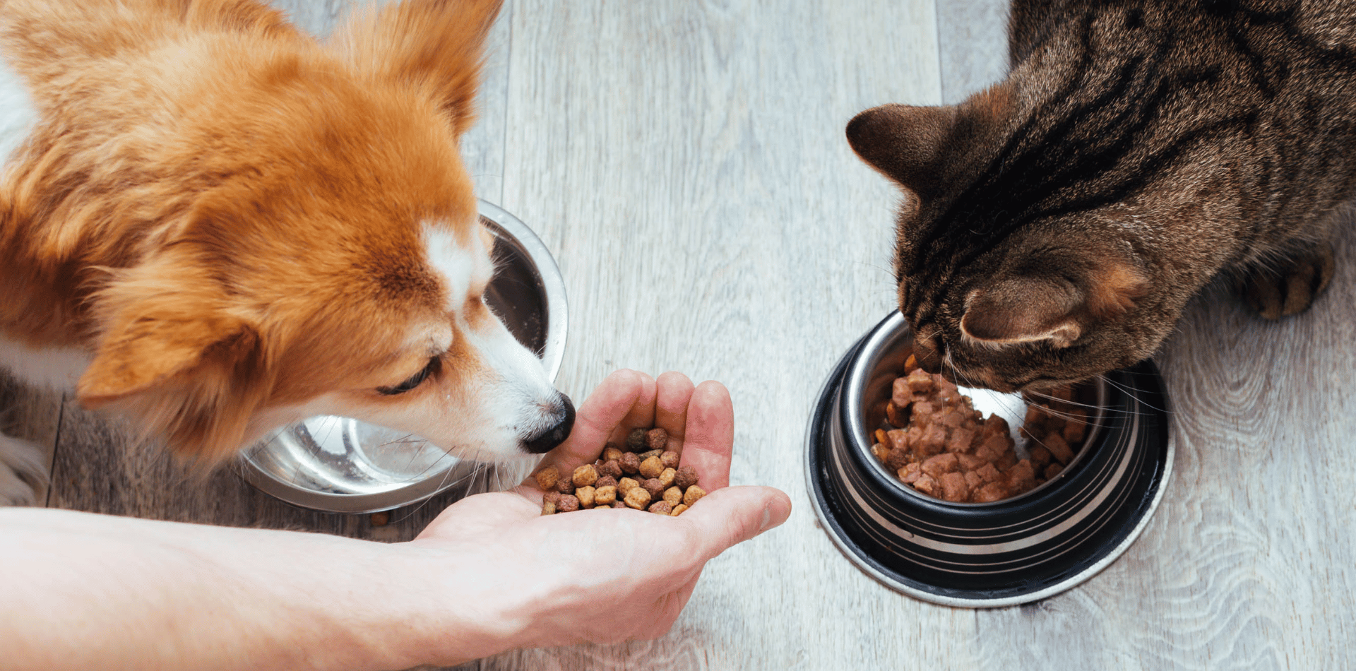 Les ingrédients clés pour des croquettes de qualité